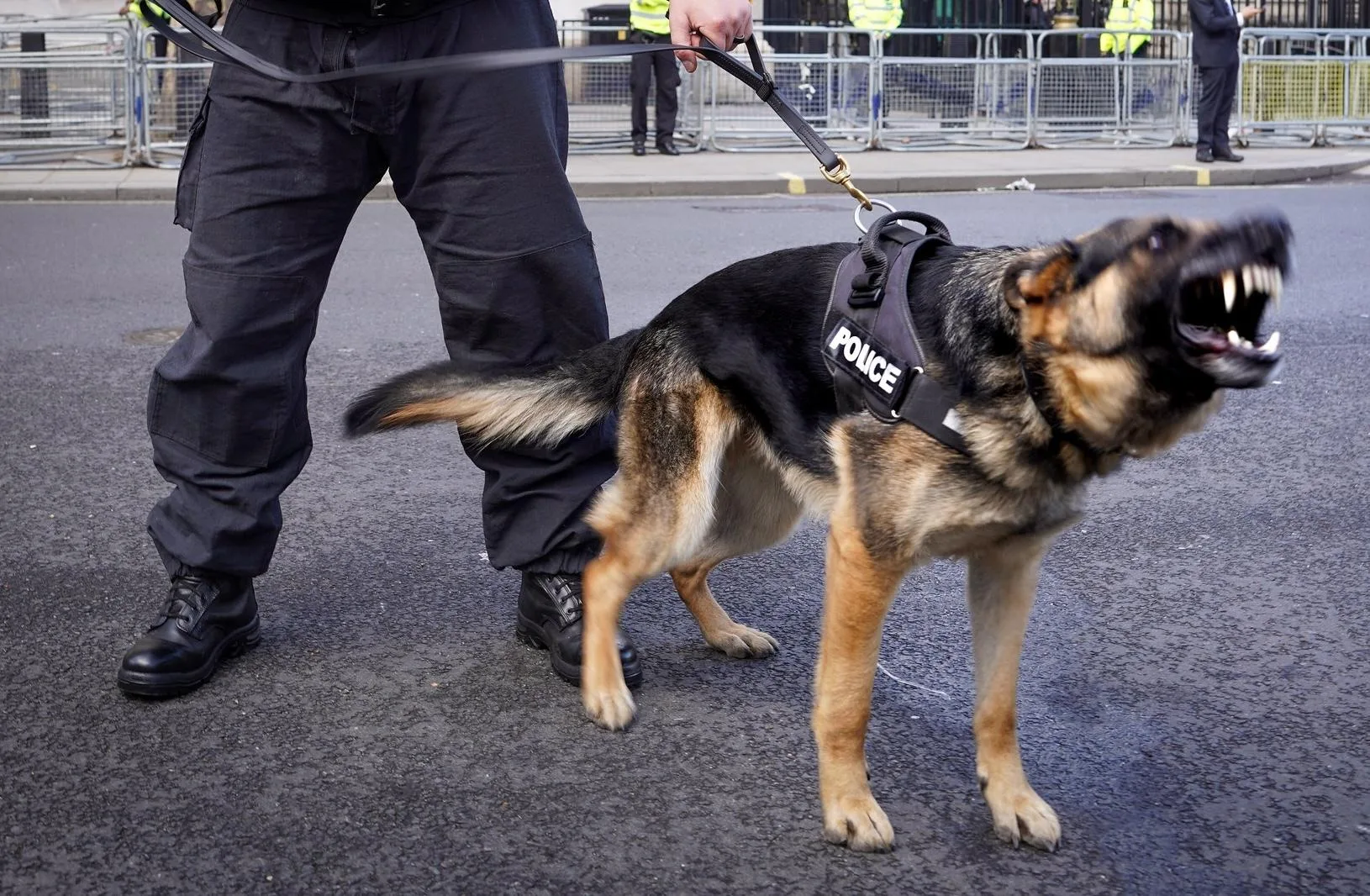 Strengthen Security Measures with Security Dog Services Gloucester Services